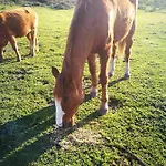 Vignola Mare * אגליאנטו