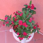 Vignola Mare אגליאנטו