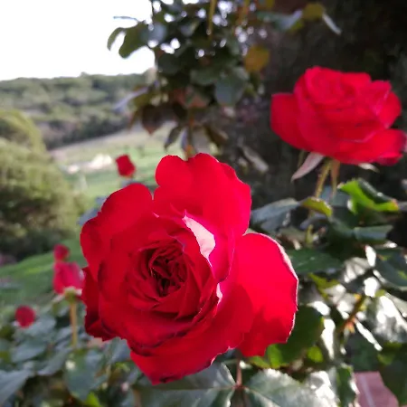 Farm stay Vignola Mare Aglientu